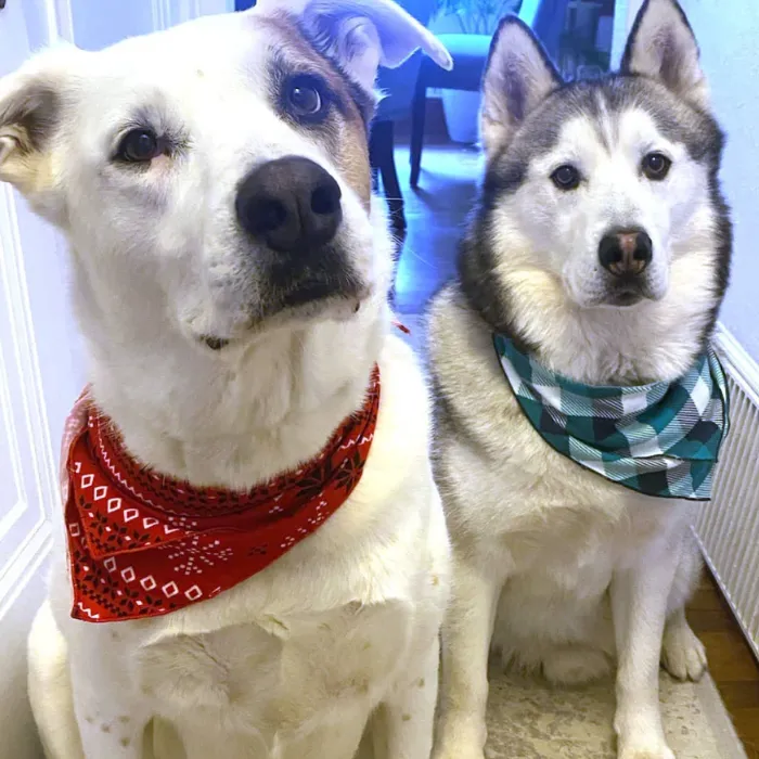 Pet Bandana - Red Fair Isle